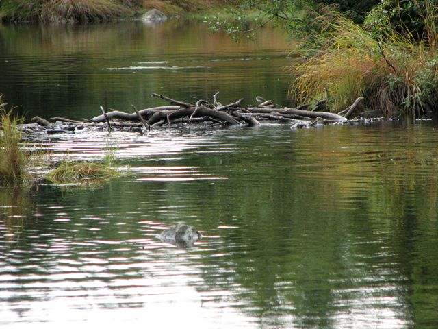 A beaver dam on Mendenhall River