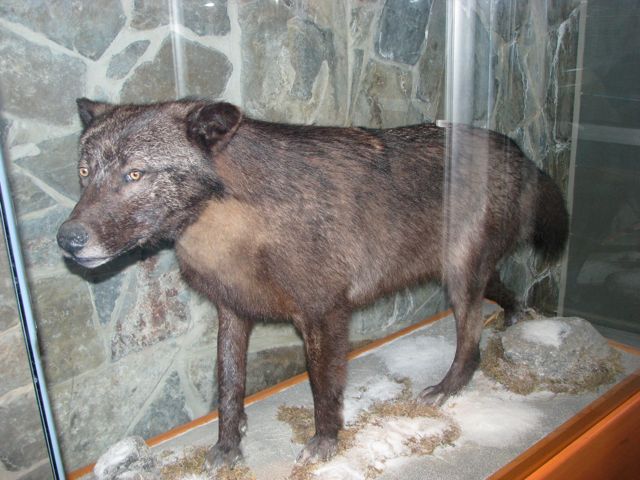 Wolf