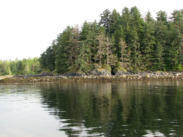 Steller sea lions, porpoise, 