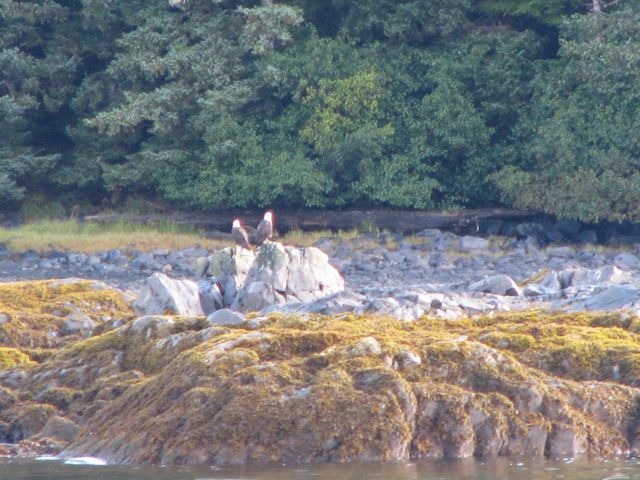 harbor seals,