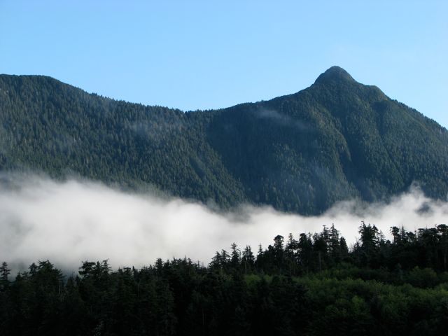 Sitka blacktail deer,