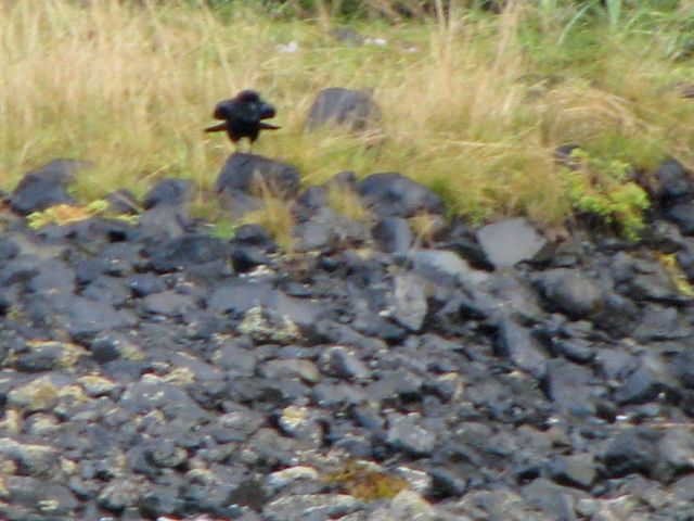 along with the crow
