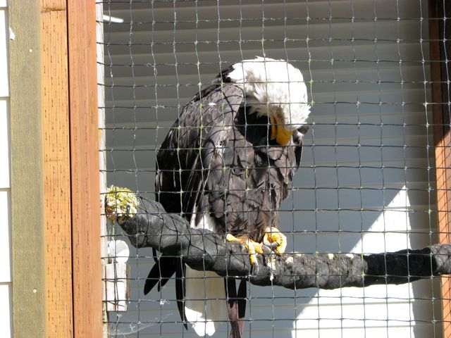 medical treatment to 100-200 injured bald eagles 