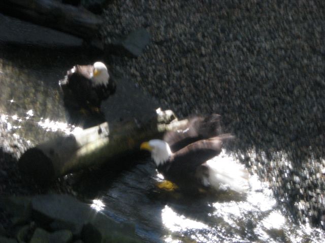 back into the wild; some, however, are injured so 