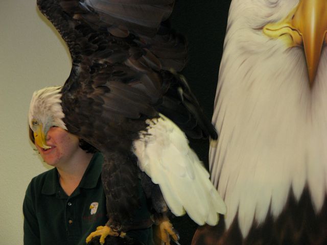 These birds may join our Raptors-in-Residence,