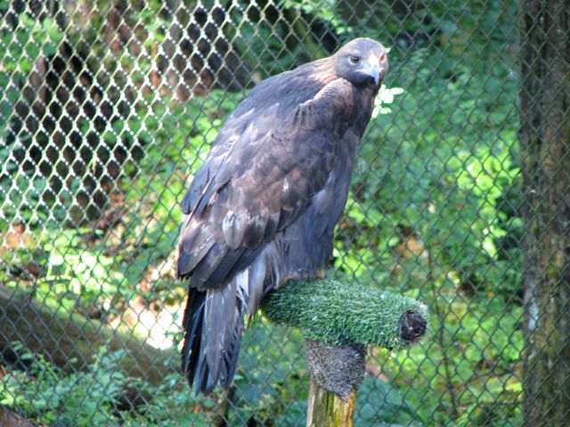 Adopt-A-Raptor program and classroom