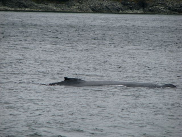 and then another whale.