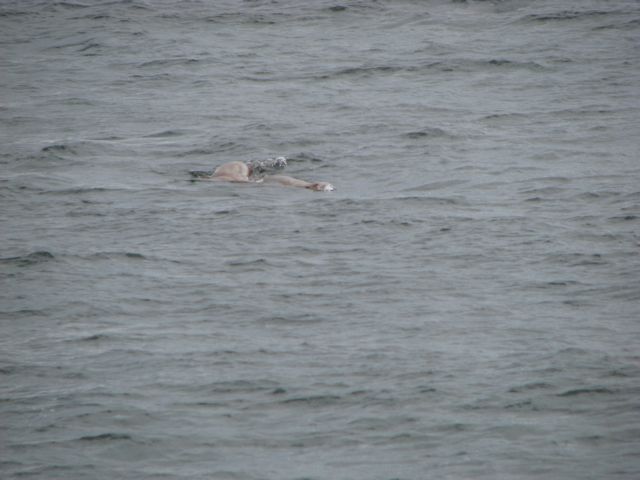 oh, Harbor Seals!