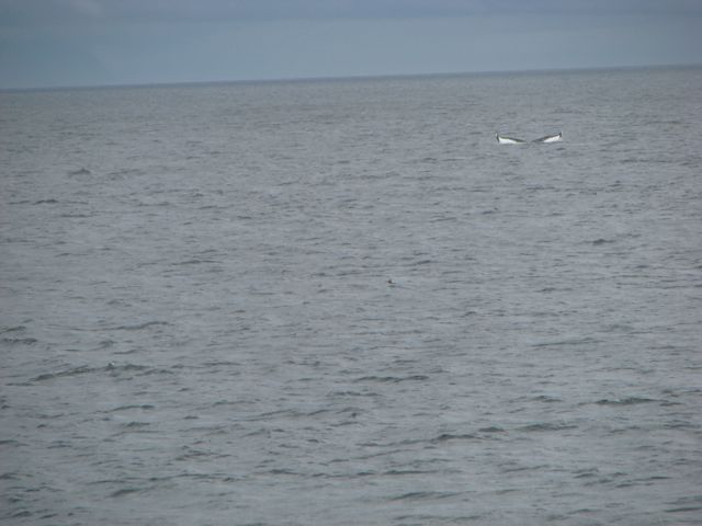And we spotted a Whale diving