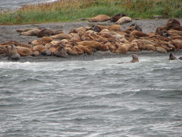 near a steady supply of fish to eat.
