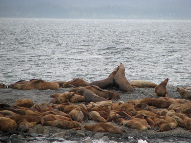 Males fight over mates