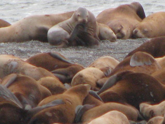 Pups are able to swim and dive within hours of birth, and they grow quickly on their mothers' milk.