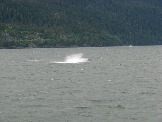 there she blows!