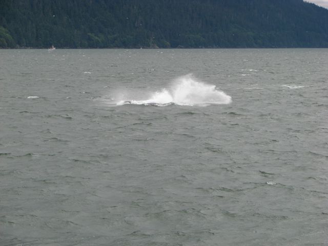 The humpback whale is a Baleen whale.