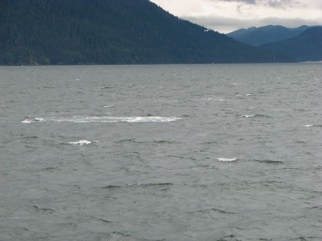 adults range in length from 12–16 metres (40–50 ft) 