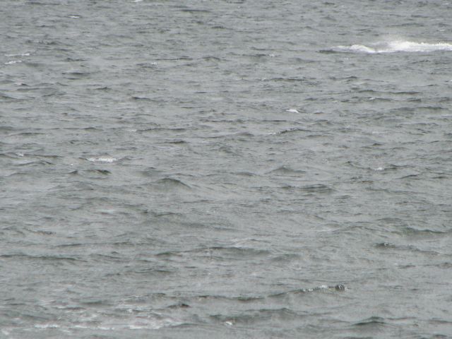 of moist, warm air from blowholes