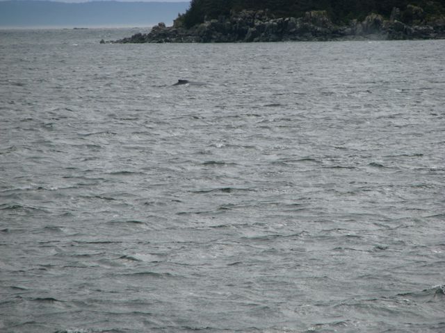 humpback whales typically migrate