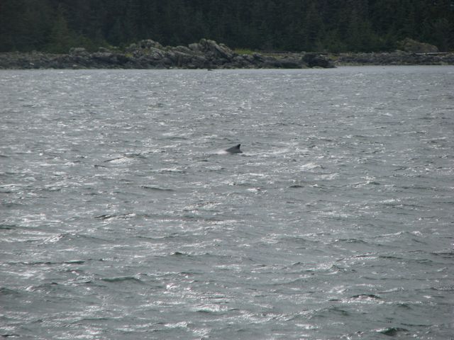 Humpbacks feed only in summer,
