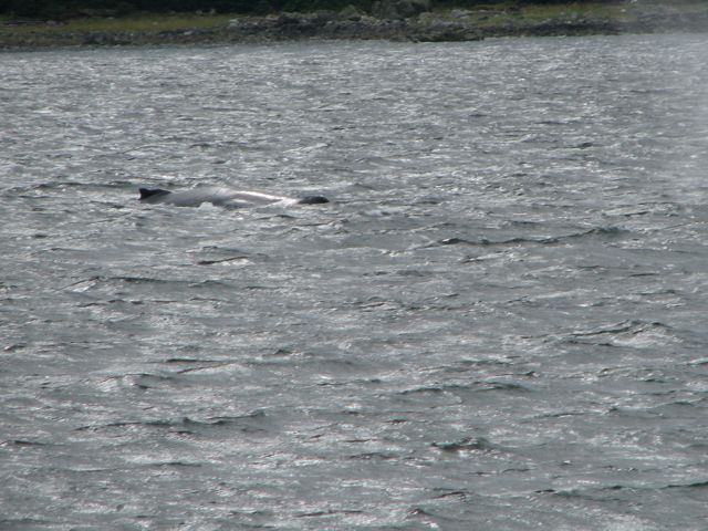 in polar waters,