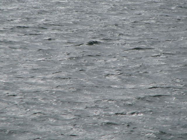 and migrate to tropical or sub-tropical waters