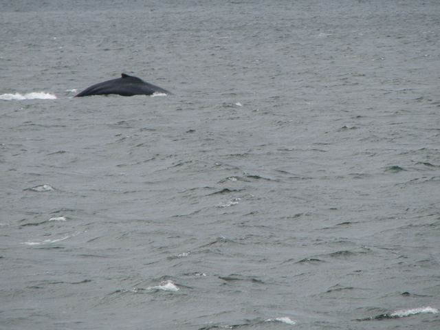 to breed and give birth in the winter.