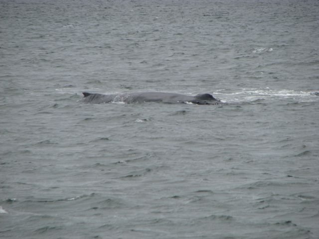During the winter, humpbacks fast