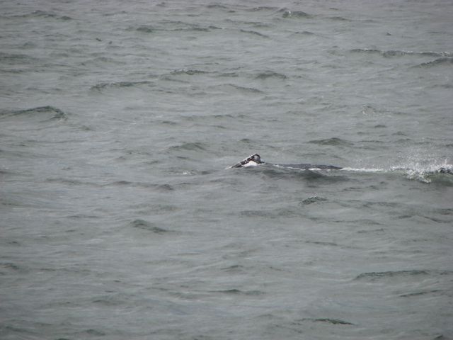 Humpback whales can easily be identified
