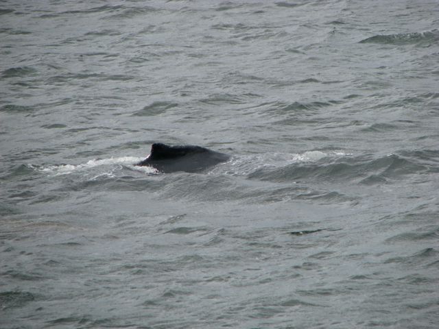 and black dorsal colouring.