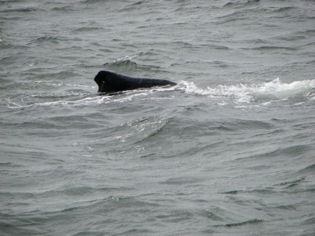 The head and lower jaw are covered