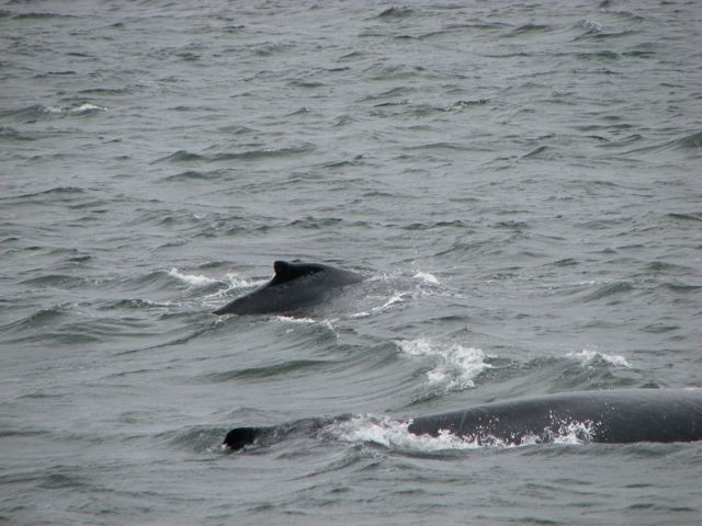A mother and her calf.