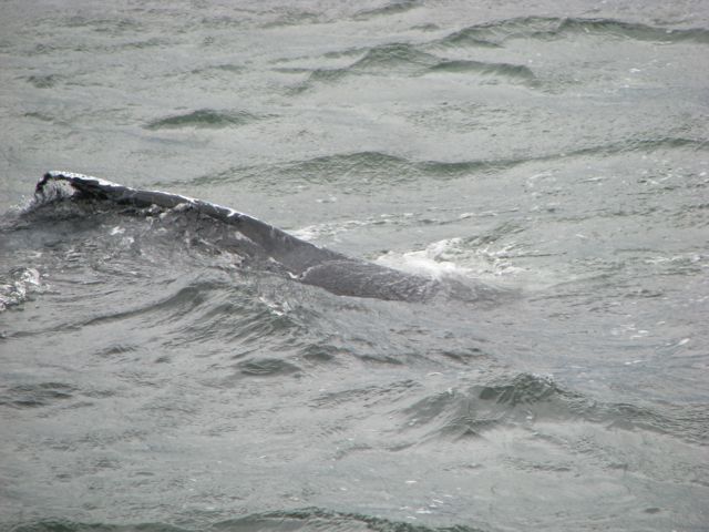 have wavy trailing edges.