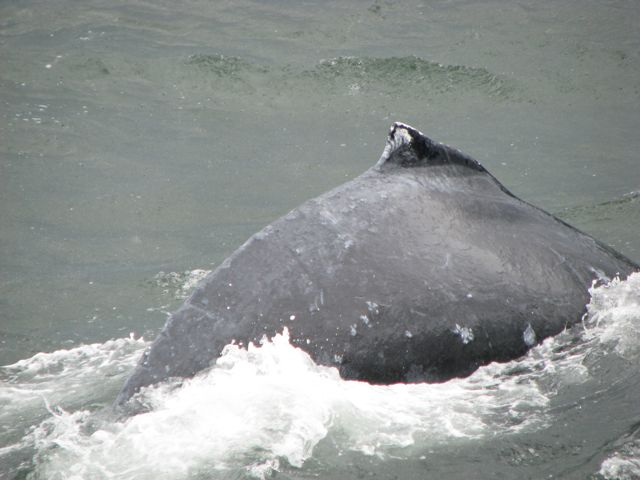 That whale was close to the boat!