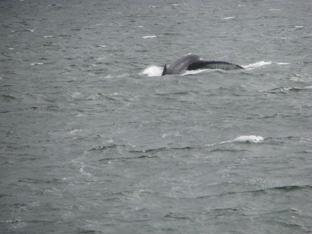 which enable individual whales to be recognised.