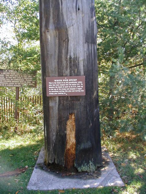White Pine stump